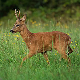 Roe deer